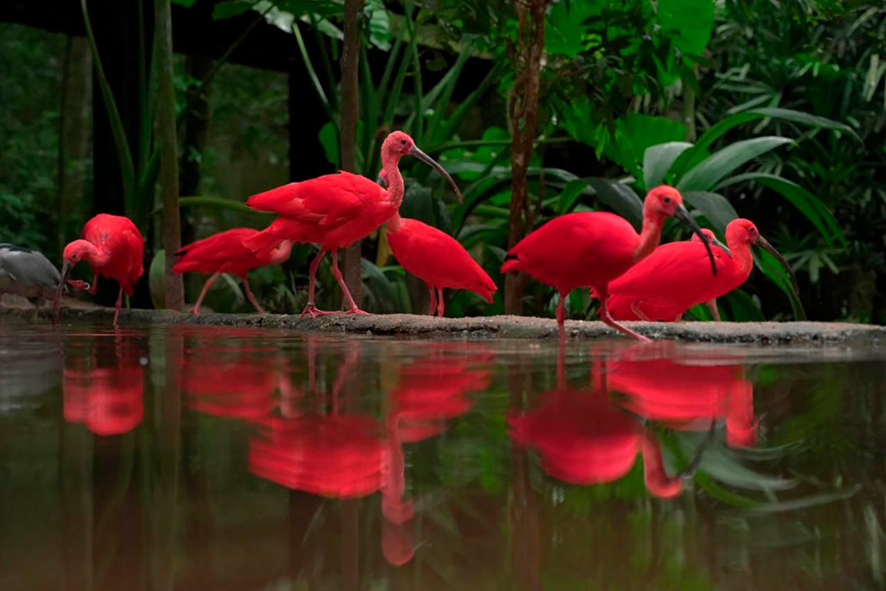 Parque de Aves